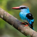 A Blue-breasted Kingfisher perched on a branch, displaying its bright blue head and back, distinctive blue breast band, and two-toned red and black bill.