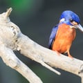 A small Blue-eared Kingfisher with deep metallic blue upperparts and orange underparts, perched on a branch above water.