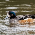 Chiloé Wigeon