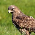 A Common Buzzard perched with broad brown wings folded, showing its pale chest and piercing yellow eyes.