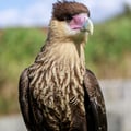 Crested Caracara