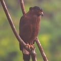A Crested Serpent Eagle perched in a tree, showing its bold black-and-white fan crest and yellow facial skin.