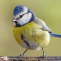 Eurasian Blue Tit
