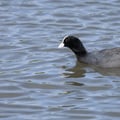 A black waterbird with a white beak and forehead shield swimming on a calm water surface.