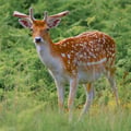 Fallow Deer