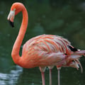 American Flamingo