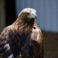 A majestic Golden Eagle with dark brown plumage and a golden nape.