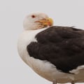 A very large gull with a slate-black back, white head and underparts, a massive yellow bill with a red spot, and pale pink legs.