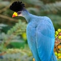 A large, vibrant blue bird with a prominent black crest and a yellow beak tipped with red, perched on a mossy branch.