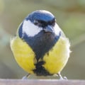 Great Tit