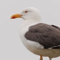 A medium-to-large gull with a dark slate-grey back, white head and underparts, yellow bill with a red spot, and distinct yellow legs.