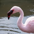 A flock of pink lesser flamingos wading in the shallow caustic waters of an alkaline soda lake.