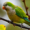 Monk Parakeet