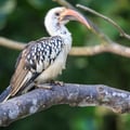 A small hornbill with black-and-white speckled plumage and a bright red, curved bill perching on a branch.