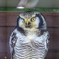 A slender owl with a long tail, barred underparts, and a falcon-like face perched atop a conifer.