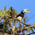 A medium-sized hornbill with stark black-and-white plumage and a pale yellow bill with a cylindrical casque.
