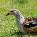 A pale-headed goose with chestnut sides, dark green wings, and pink legs standing on a sandy riverbank.