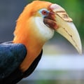 A Papuan Hornbill perched on a branch, showing its large corrugated bill and casque, creamy white head, and jet-black body plumage.