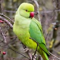 Rose-ringed Parakeet