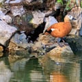 A bright orange-cinnamon duck with a pale buff head and dark bill, standing near shallow water.