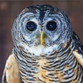 A dark-eyed forest owl with warm rufous-toned legs and mottled brown plumage perched among southern beech branches.