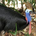 A massive, flightless black bird with a bright blue neck, dangling red wattles, and a large brown casque on its head standing in a dense jungle.