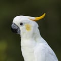 Sulphur-crested Cockatoo