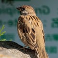 A small sparrow with a chestnut-brown crown, white cheeks, and a distinct black cheek spot, perched on a branch.