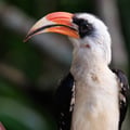 A small hornbill with white underparts, black wings, and a prominent red-and-yellow bill, perched on a thorny acacia branch.