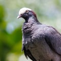 A White-crowned Pigeon with dark slate-grey plumage and a bold white cap on its head, perched on a branch.