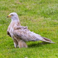 White Leucistic Red Kite