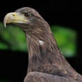 White-tailed Eagle