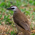 A Yellow-vented Bulbul perched on a branch, showing its brown-grey plumage, pale underparts, and small crest.