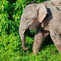 A Borneo Pygmy Elephant walking through lush green rainforest undergrowth, showing its characteristically round face and large ears.