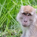 A long-tailed macaque with light brown fur and a very long tail perching on a wooden railing against a green forest backdrop.