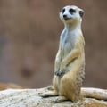 Meerkat