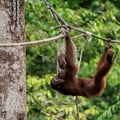 A large orange-haired ape climbing ropes and branches in a lush tropical forest.