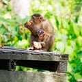 A Southern Pig-tailed Macaque with brown fur and a short, upward-curled tail foraging on the forest floor.