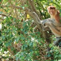 A reddish-brown monkey with a long tail and a prominent large nose sitting in a mangrove tree.
