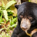 A sun bear with short black fur and a pale crescent-shaped chest marking foraging on the forest floor.