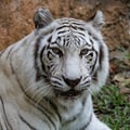 White Tiger