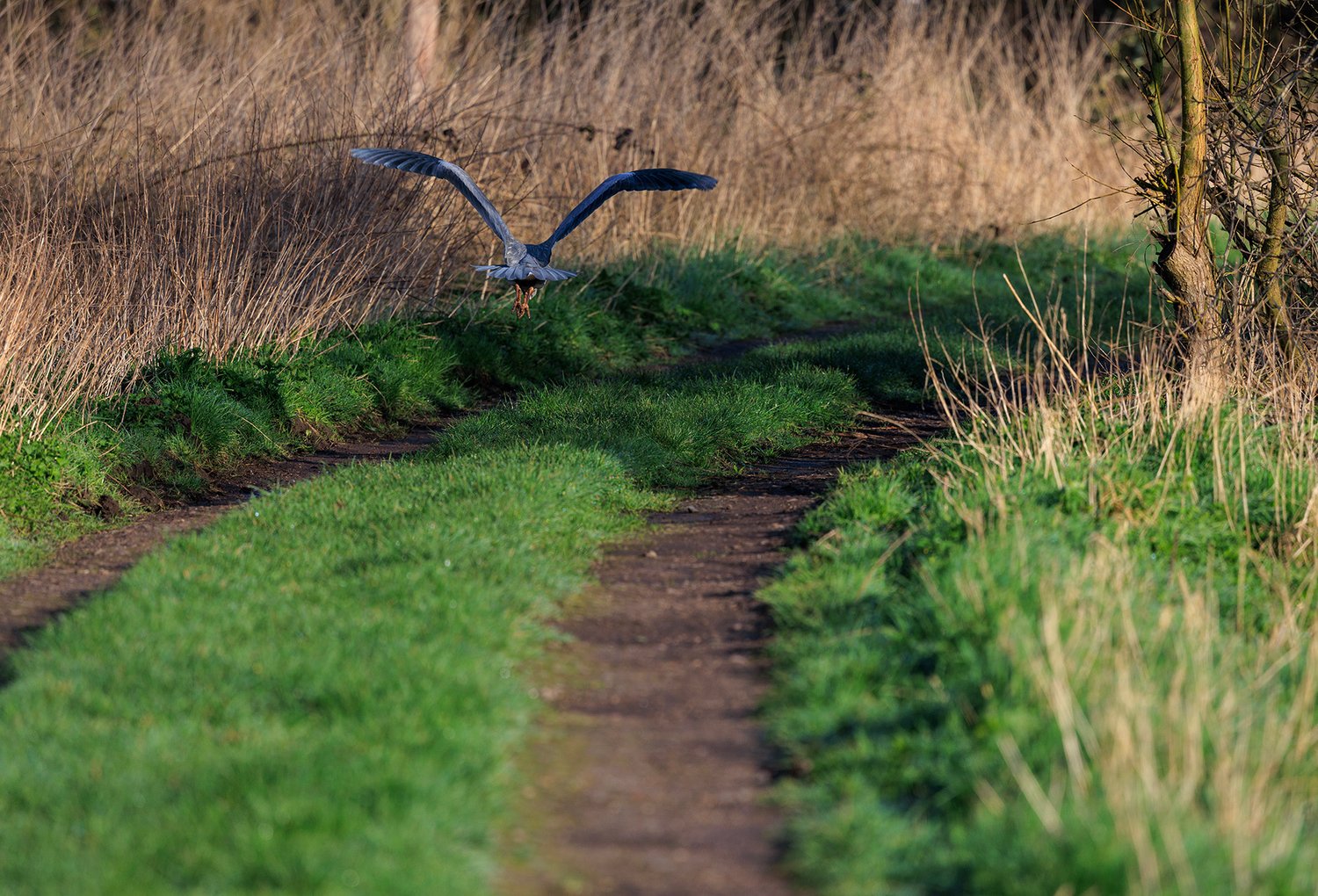 Grey Heron - Photo 3