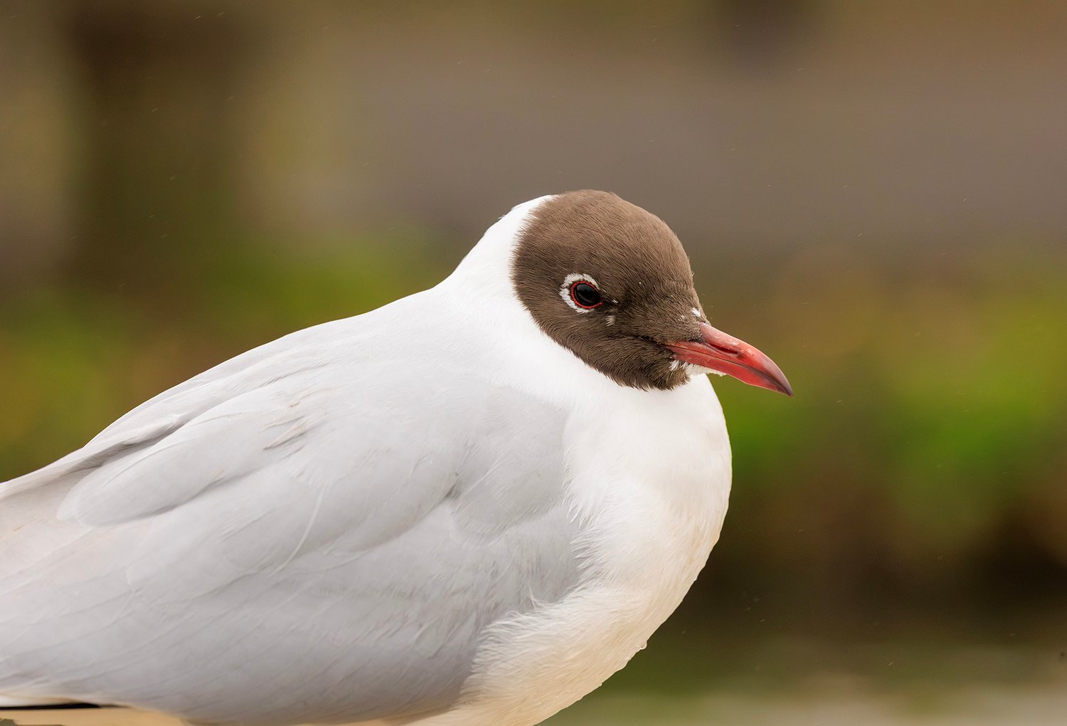 Black-headed Gull - Photo 1
