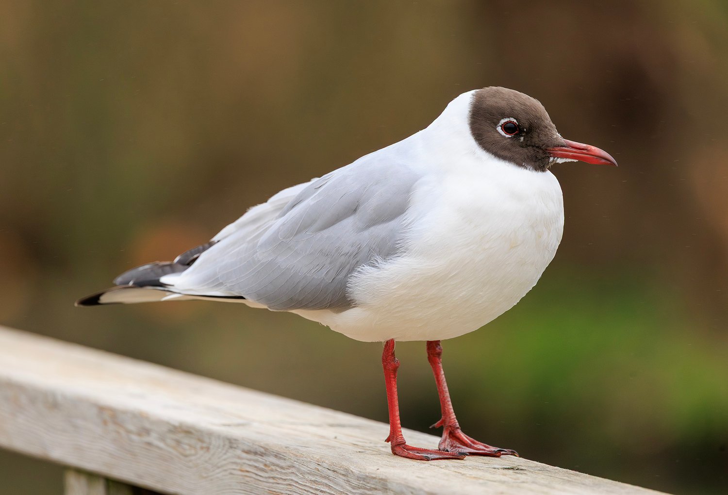 Black-headed Gull - Photo 3