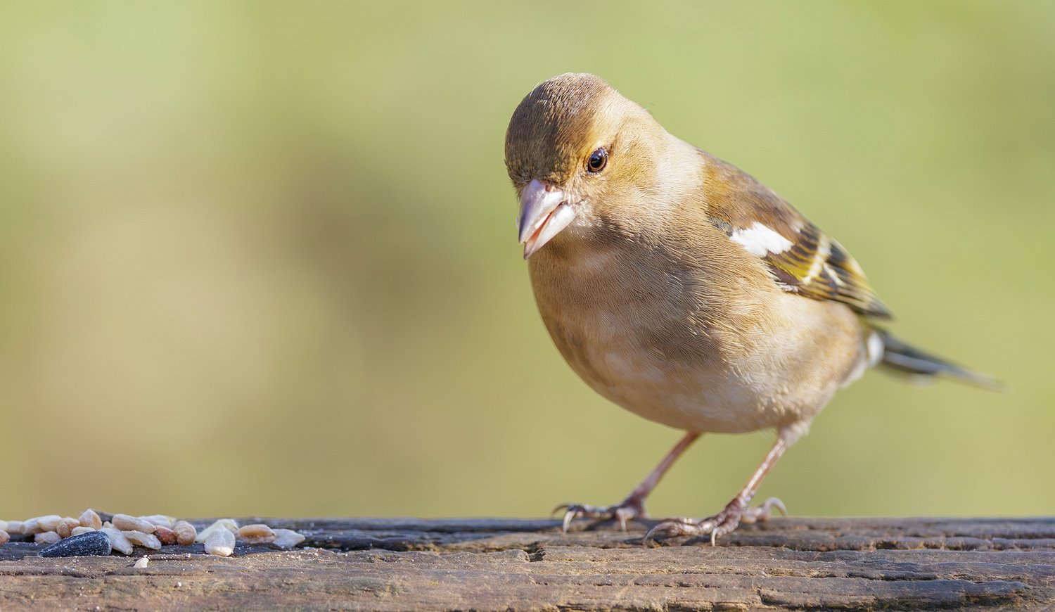 Chaffinch - Photo 2