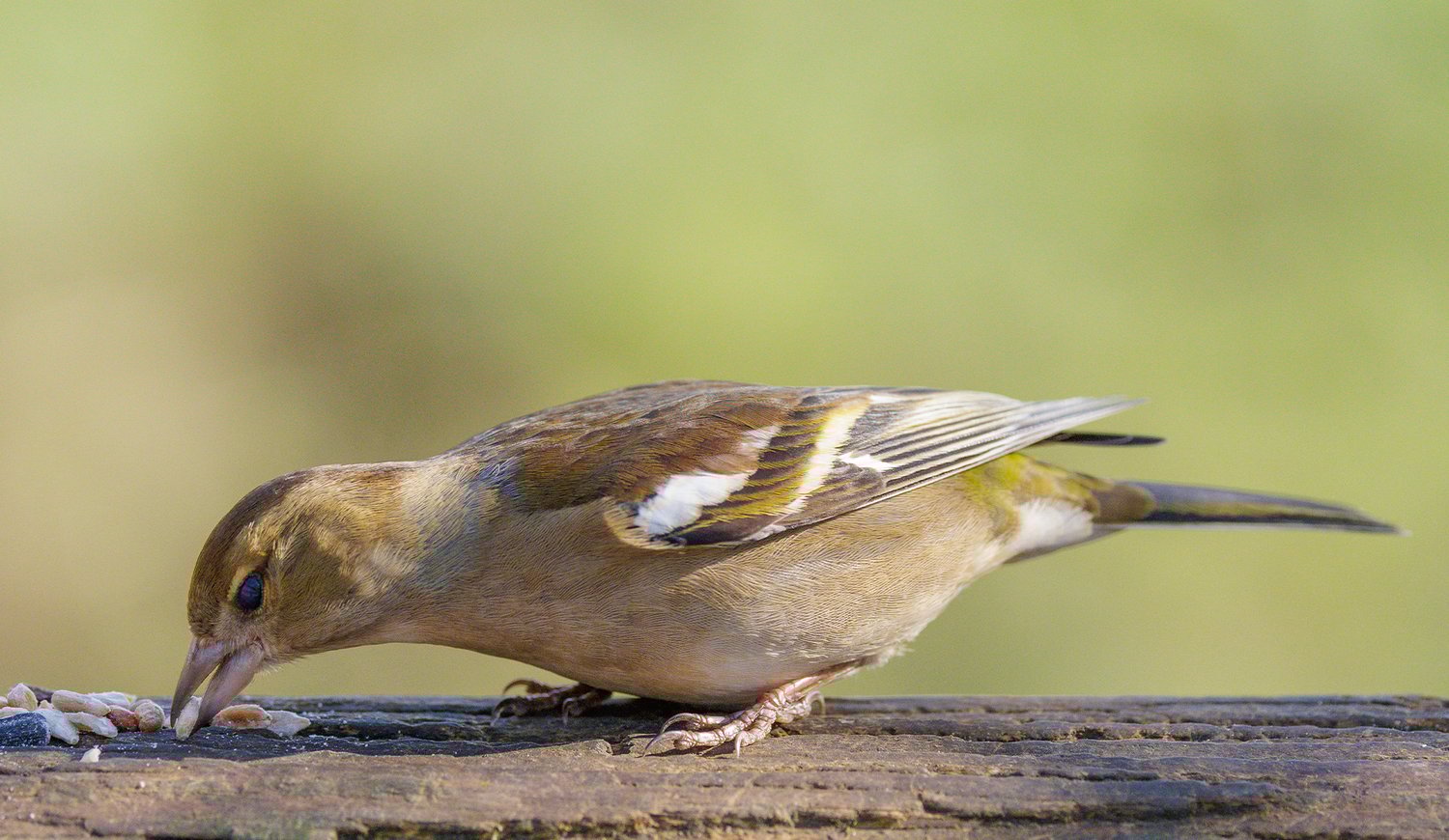 Chaffinch - Photo 3