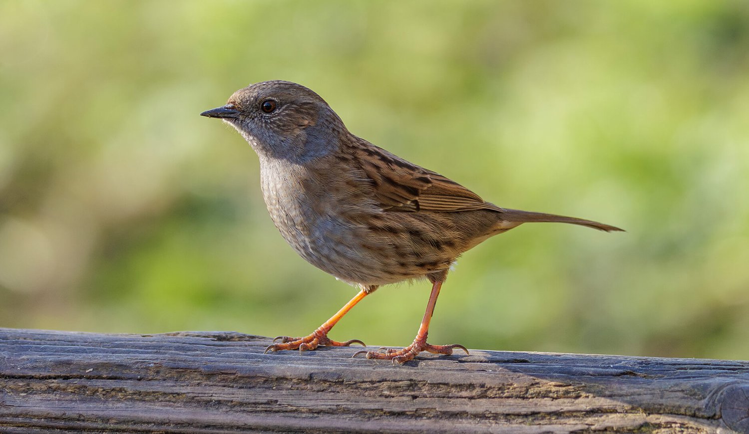 Dunnock - Photo 1