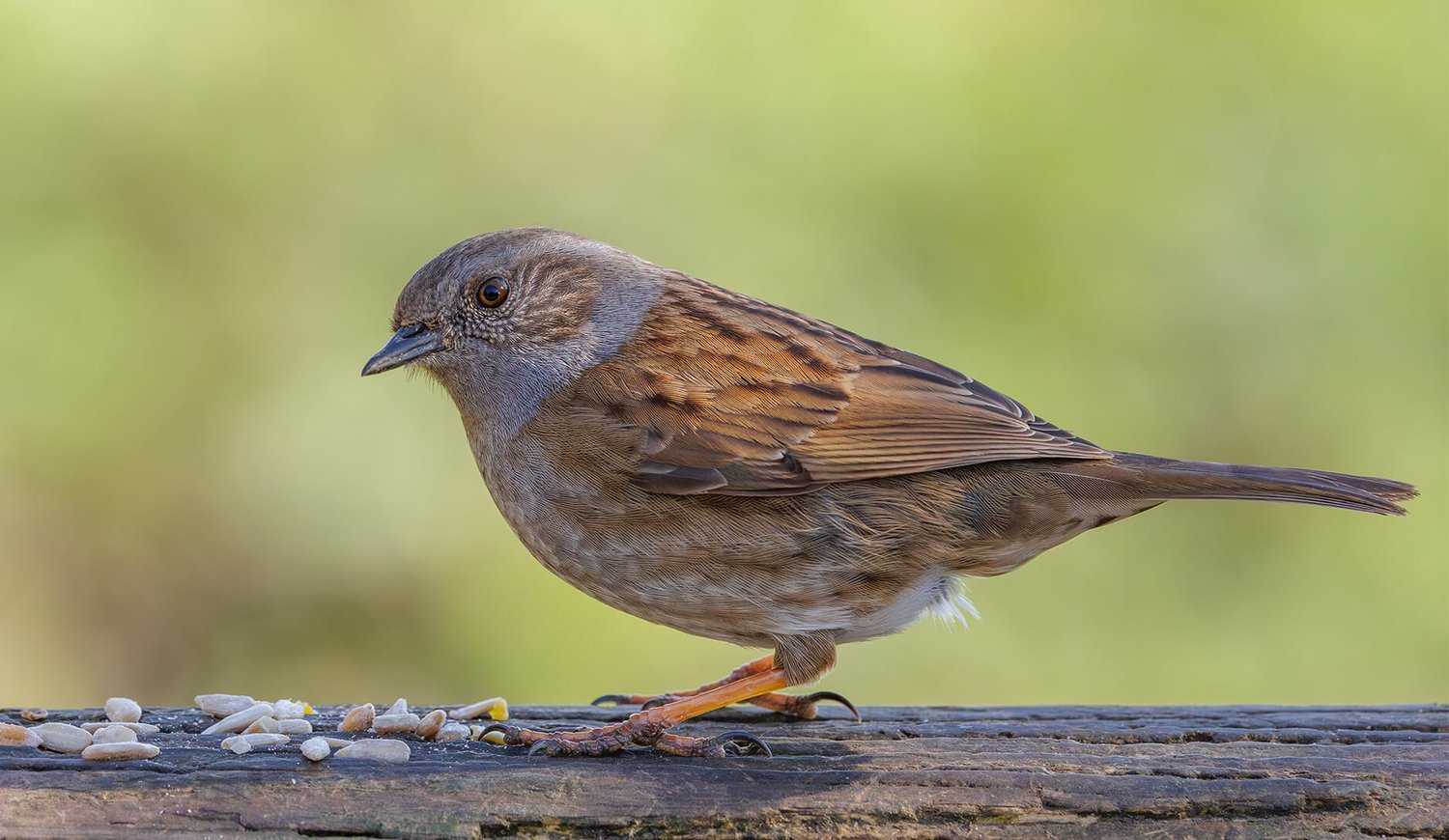 Dunnock - Photo 2