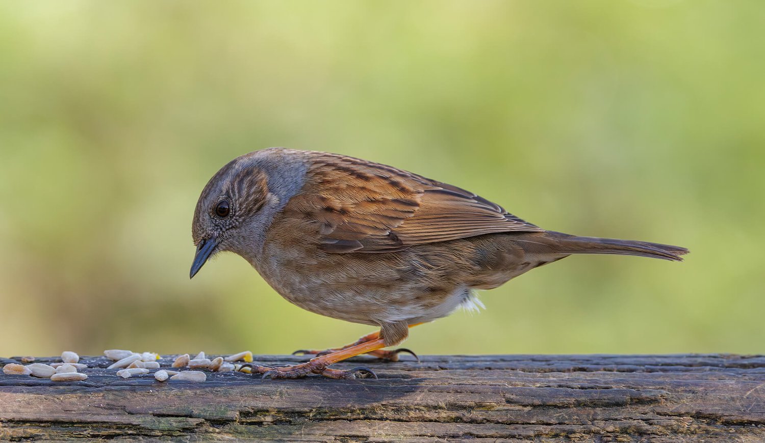 Dunnock - Photo 3