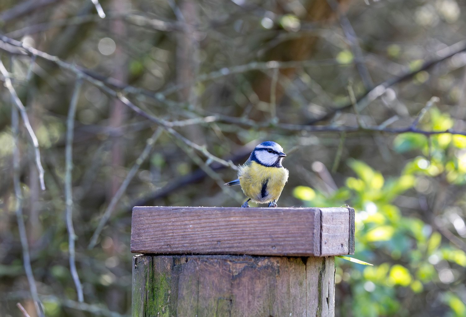 Eurasian Blue Tit - Photo 2